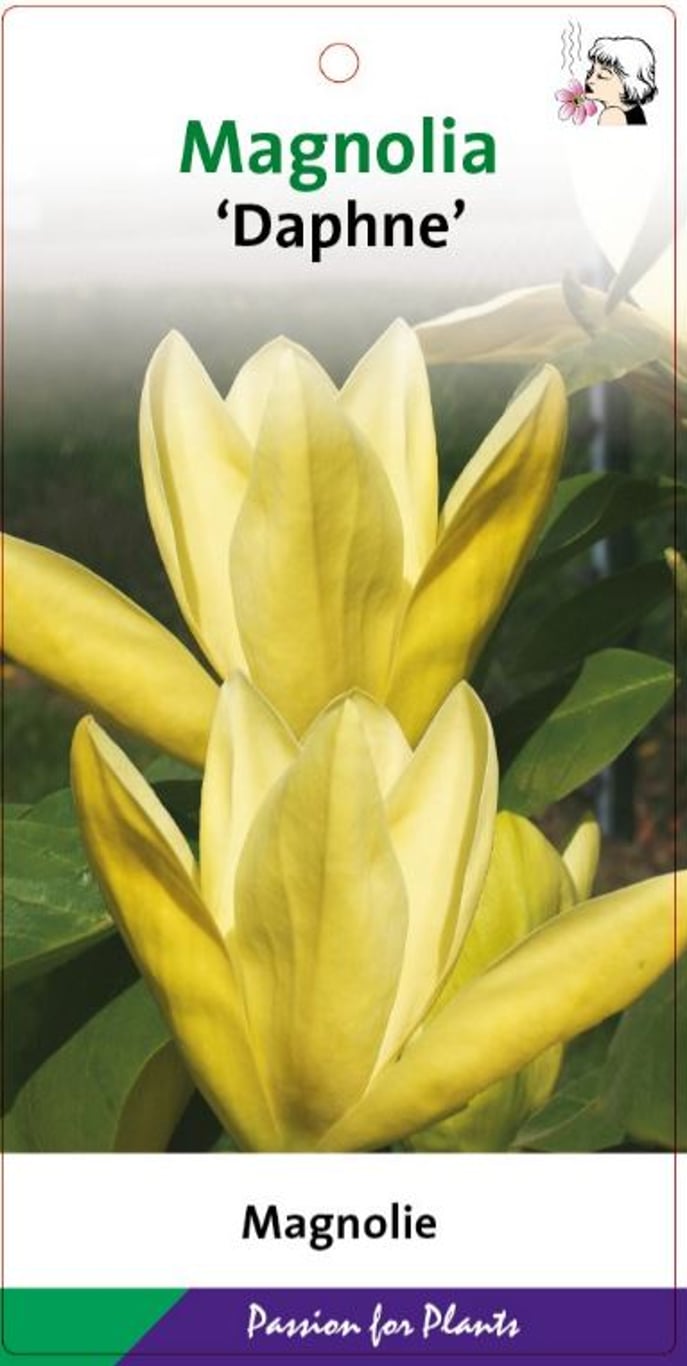 Magnolia 'Daphne' - C7.5 60-80 CM